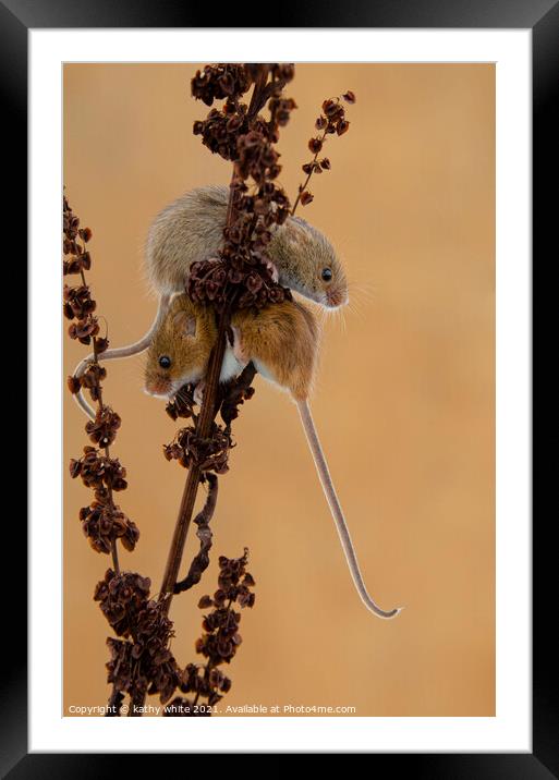 Delicate Harvest Mouse Nibbles on Wheat Framed Mounted Print by kathy white