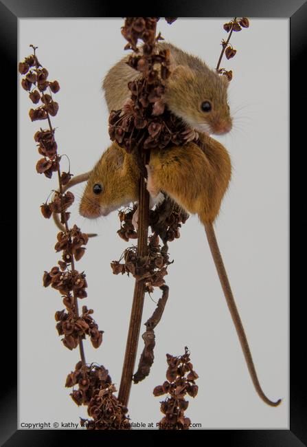 Two Harvest Mouse, Tiny Harvest mice Framed Print by kathy white