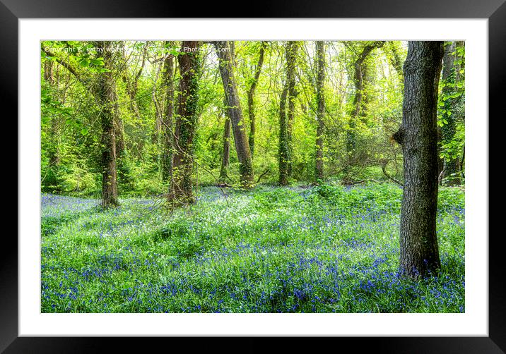 Cornwall Bluebells,Bluebell Wood,English Bluebell  Framed Mounted Print by kathy white