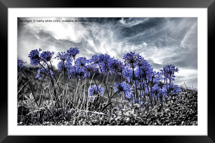 Agapanthus Blue colour pop Framed Mounted Print by kathy white
