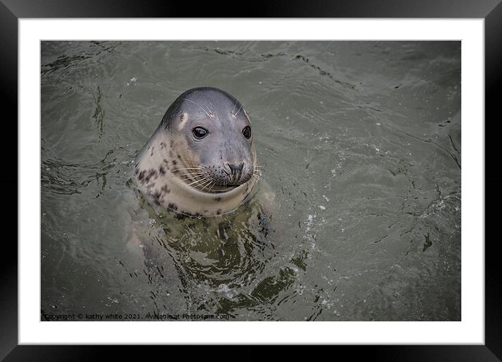Cornish seal swiming free,Cornish seals , Framed Mounted Print by kathy white