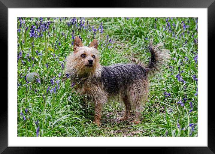 Yorkshire Terrier Dog ,a bluebell field Framed Mounted Print by kathy white