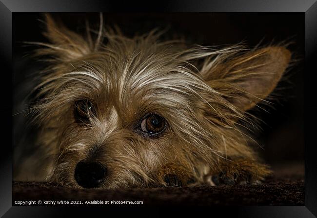Adorable Yorkshire Terrier Framed Print by kathy white