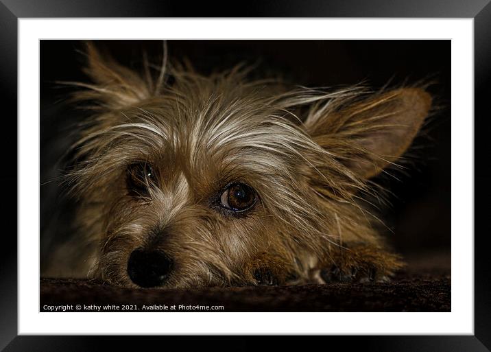 Adorable Yorkshire Terrier Framed Mounted Print by kathy white