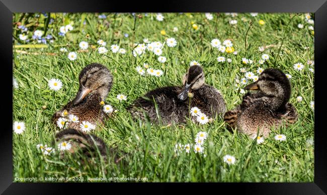 Adorable baby ducks on the grass, Three baby duckl Framed Print by kathy white