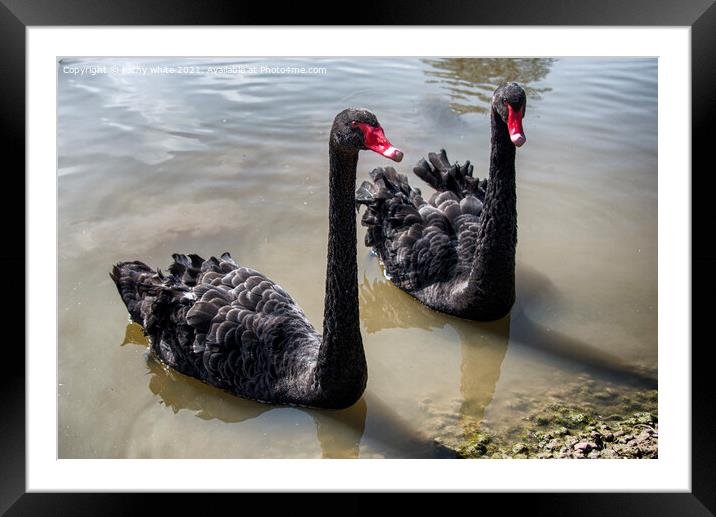 Black Swans, pair of black swans swiming Framed Mounted Print by kathy white