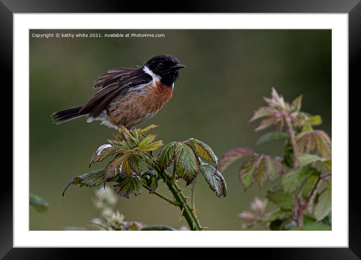  Stonechat, on bramble early morning light Framed Mounted Print by kathy white