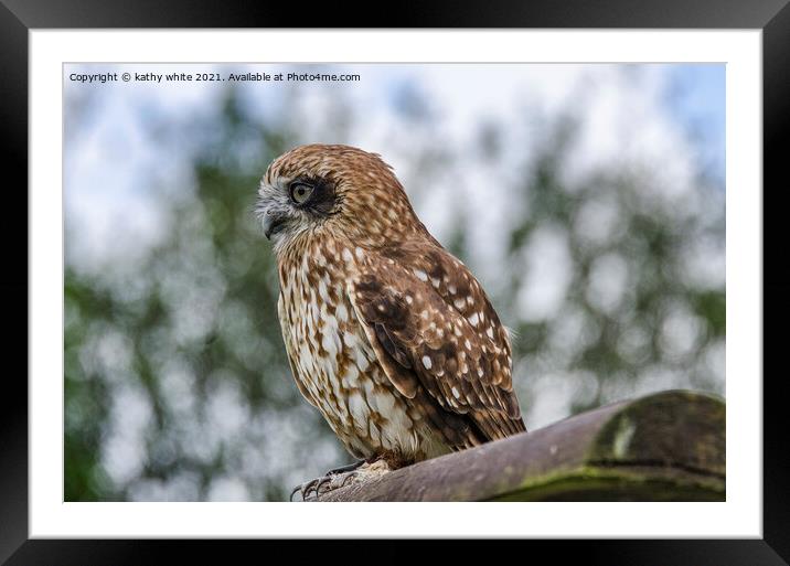 Majestic Boobook Owl Ready to Soar Framed Mounted Print by kathy white