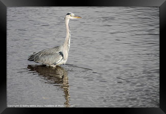 Heron fishing in the sea Framed Print by kathy white