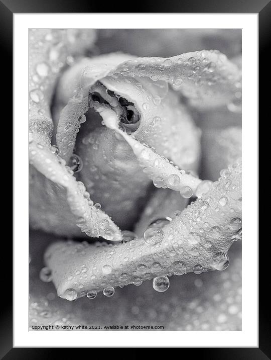 white rose,silver rose,rose flower  Framed Mounted Print by kathy white