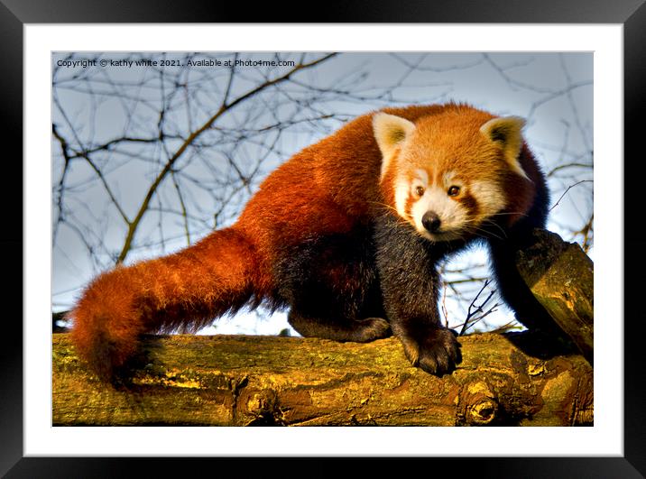 Red Panda,Red Panda  bear, Panda bear Framed Mounted Print by kathy white