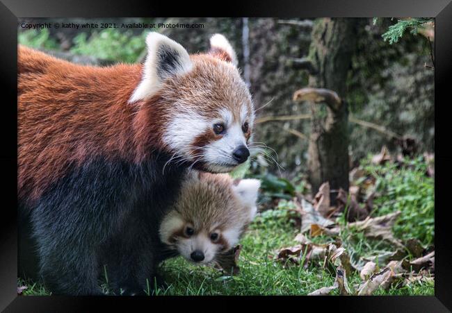 Adorable Red Panda Family Framed Print by kathy white