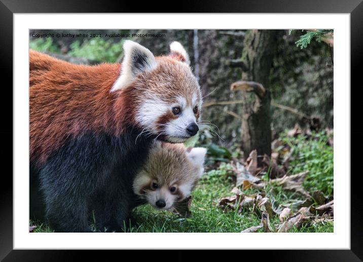 Adorable Red Panda Family Framed Mounted Print by kathy white