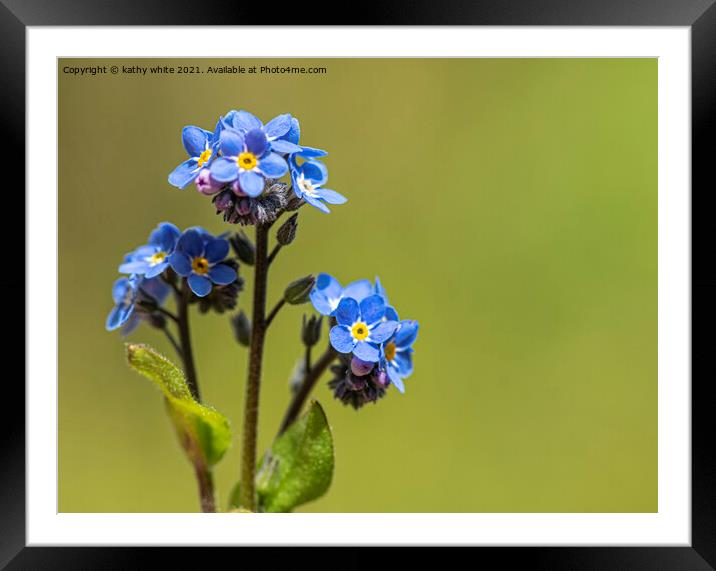 Forget-me-Nots, blue flowers Framed Mounted Print by kathy white