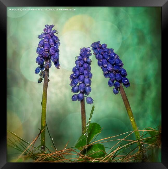 Grape hyacinth spring wildflower in the rain Framed Print by kathy white