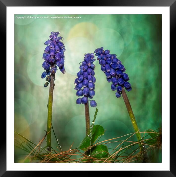 Grape hyacinth spring wildflower in the rain Framed Mounted Print by kathy white