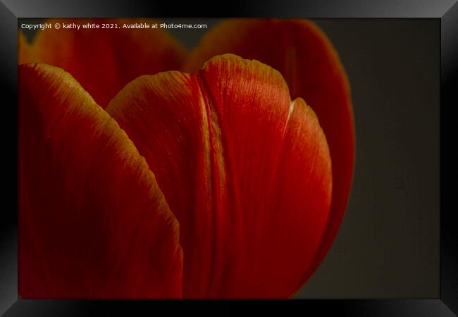 tulip,close up of a red tulip Framed Print by kathy white