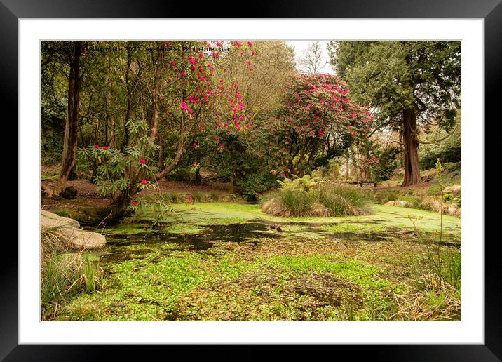Menacuddle Well. waterfall and azalea tree Framed Mounted Print by kathy white