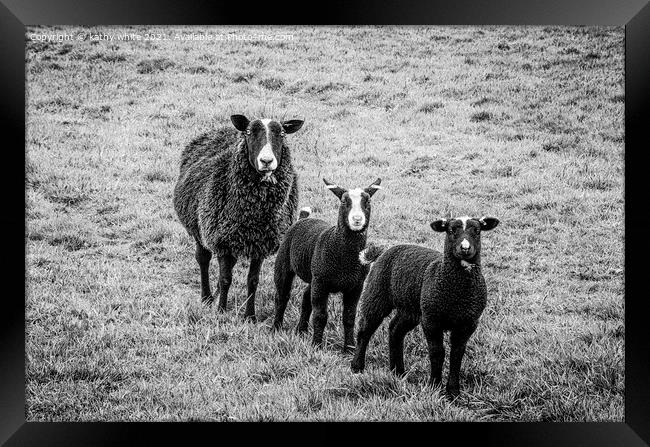 black sheep,mother and lambs Framed Print by kathy white