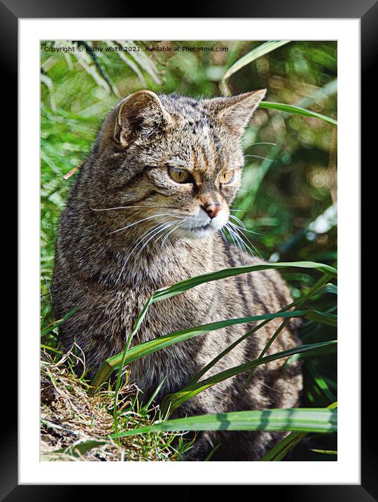 The Scottish wildcat Framed Mounted Print by kathy white
