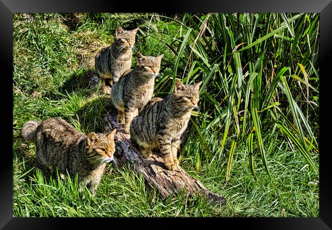 A family of The Scottish wildcats Framed Print by kathy white
