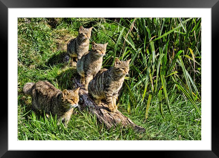 A family of The Scottish wildcats Framed Mounted Print by kathy white