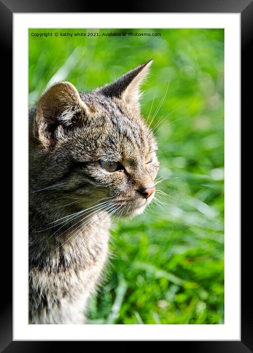 Scottish wildcat, beautiful cat Framed Mounted Print by kathy white