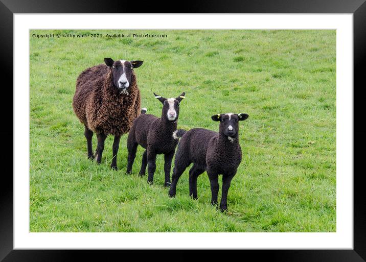 black sheep with two black lambs  Framed Mounted Print by kathy white