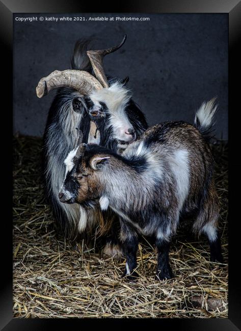 Two beautiful goats Framed Print by kathy white