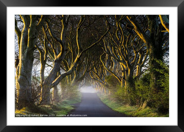 The Dark Hedges at Dawn Framed Mounted Print by Lrd Robert Barnes