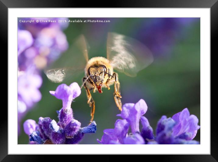 Honey Bee working Framed Mounted Print by Clive Rees