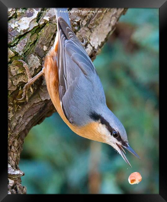 Nuthatch dropping Nut Framed Print by Clive Rees