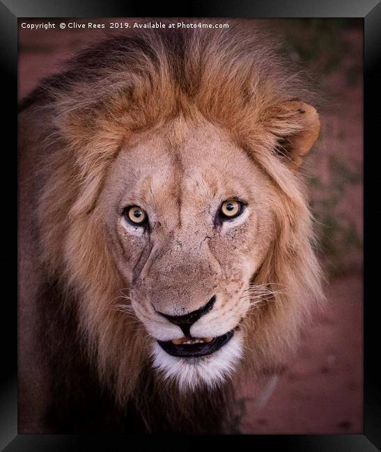 Male Lion Portrait Framed Print by Clive Rees