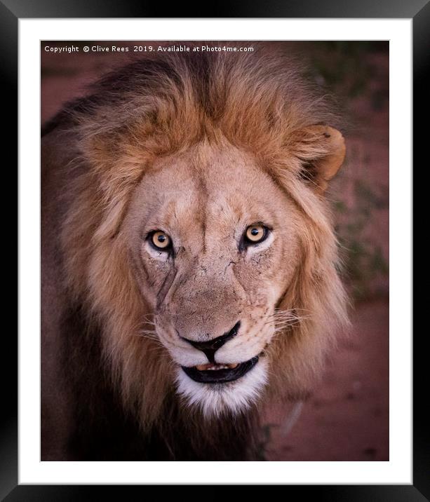 Male Lion Portrait Framed Mounted Print by Clive Rees