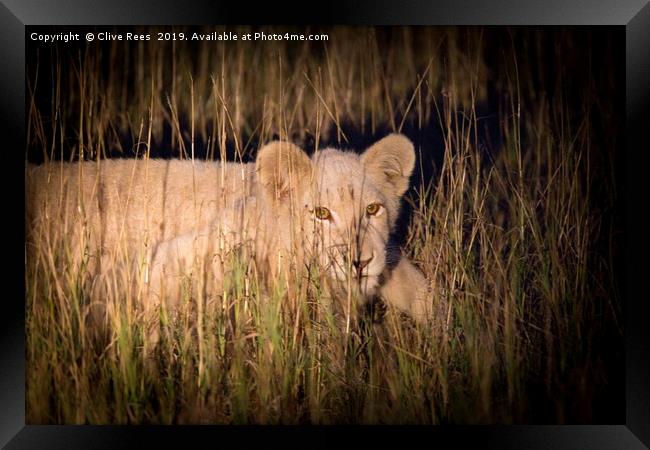 White Lion Cub Framed Print by Clive Rees