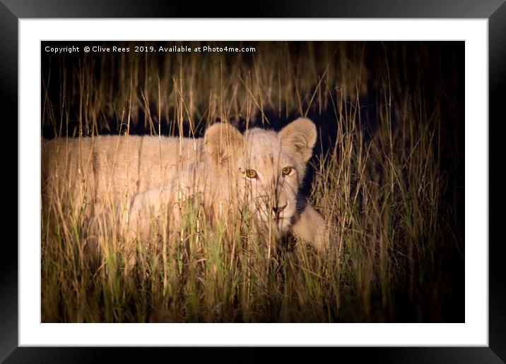 White Lion Cub Framed Mounted Print by Clive Rees