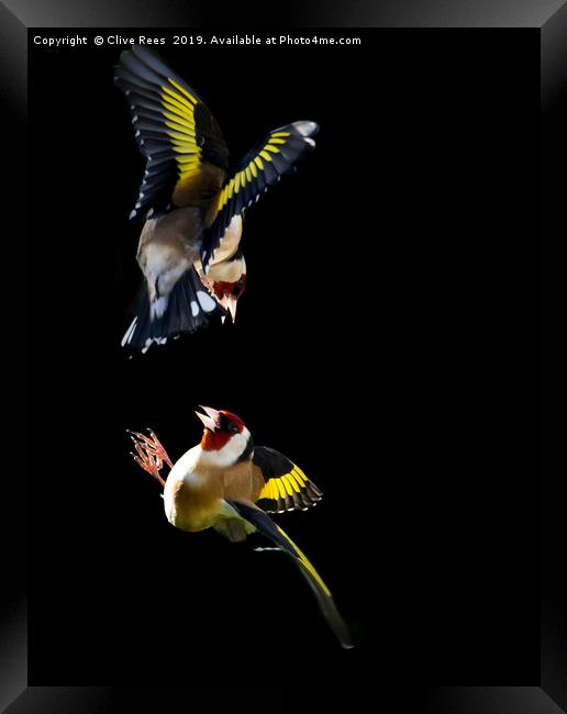 Goldfinch Fight Framed Print by Clive Rees