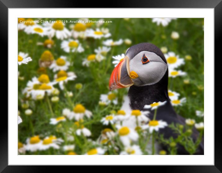Flowery Puffin Framed Mounted Print by Clive Rees