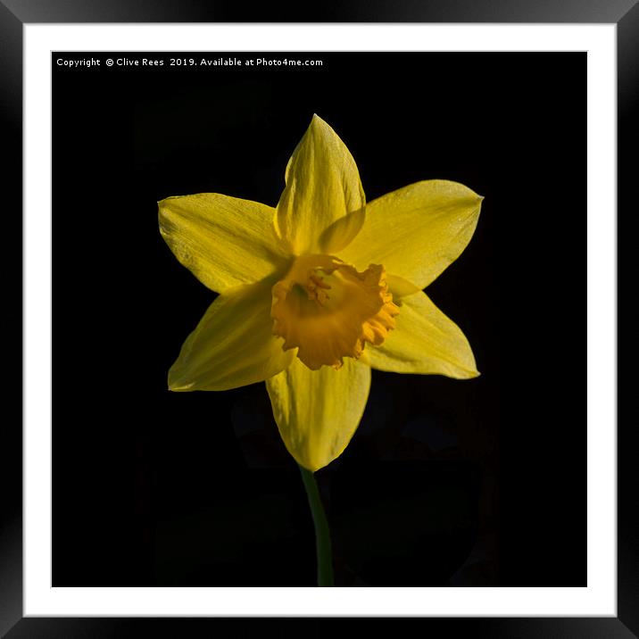 Daffodil Framed Mounted Print by Clive Rees