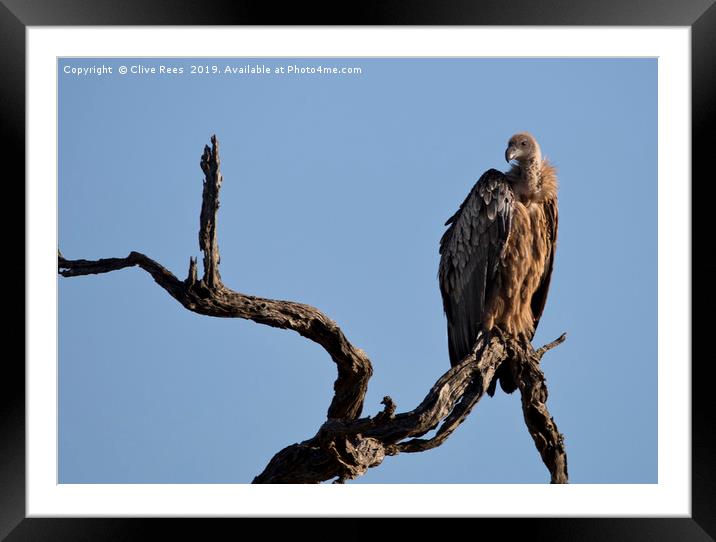 White Backed Vulture Framed Mounted Print by Clive Rees