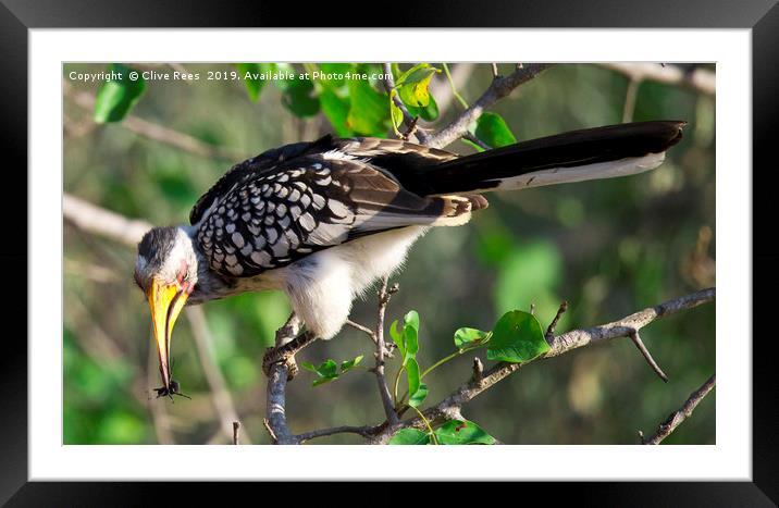 Yellow Hornbill with lunch Framed Mounted Print by Clive Rees