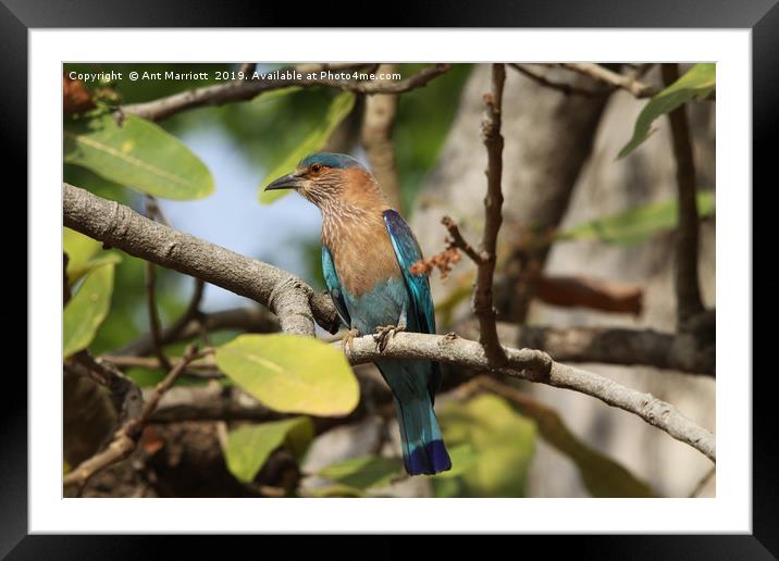 Indian Roller. Framed Mounted Print by Ant Marriott