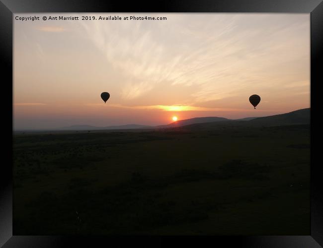 Hot air balloons over the Maasai Mara. Framed Print by Ant Marriott