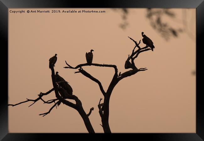 Vultures in sunrise silhouette. Framed Print by Ant Marriott