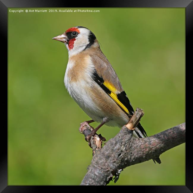 Goldfinch - Carduelis carduelis Framed Print by Ant Marriott