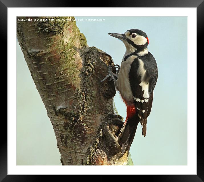 Great spotted woodpecker - Dendrocopos major Framed Mounted Print by Ant Marriott