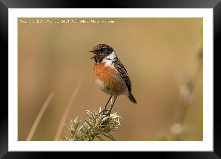 Stonechat - Saxicola rubicola Framed Mounted Print by Ant Marriott