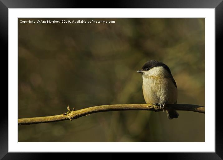 Willow Tit - Poecile montanus Framed Mounted Print by Ant Marriott