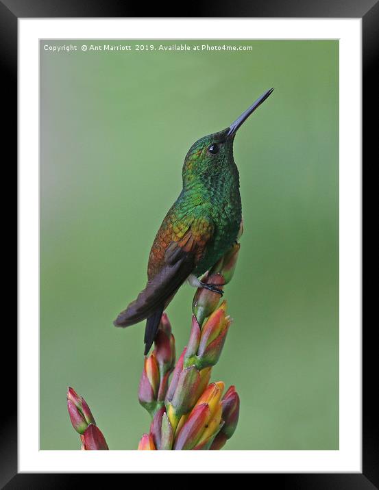 Copper-rumped Hummingbird - Amazilia tobaci Framed Mounted Print by Ant Marriott