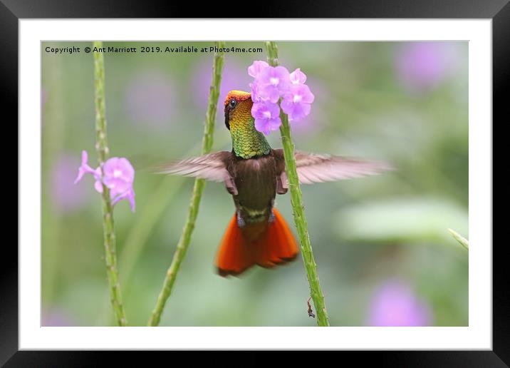 Ruby-topaz Hummingbird - Chrysolampis mosquitus Framed Mounted Print by Ant Marriott